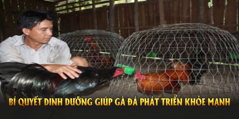 Bí quyết dinh dưỡng giúp gà đá phát triển khỏe mạnh