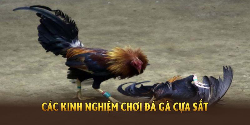 Các kinh nghiệm chơi đá gà cựa sắt cơ bản mọi người cần nhớ