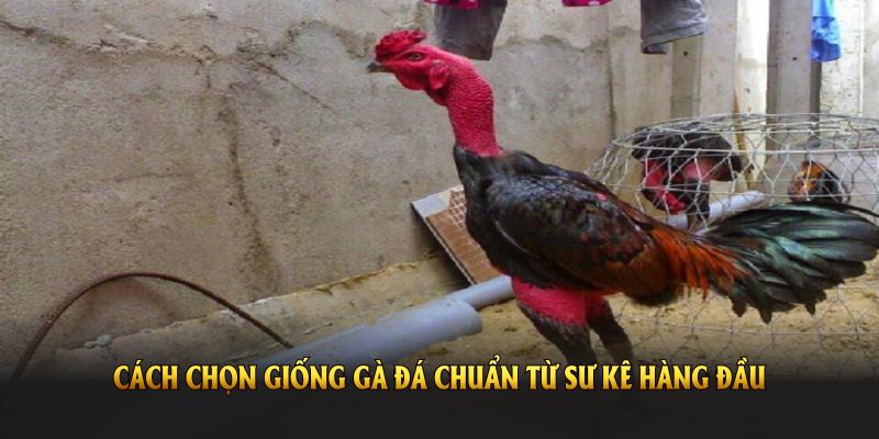 Cách chọn giống gà đá chuẩn từ sư kê hàng đầu