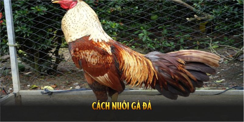 cách nuôi gà đá