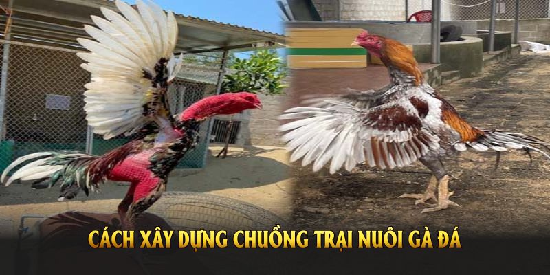 Cách xây dựng chuồng trại nuôi gà đá chất lượng, bền đẹp