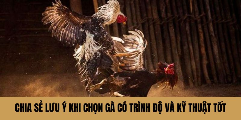 Chia sẻ lưu ý khi chọn từng con gà sở hữu trình độ và kỹ thuật tốt