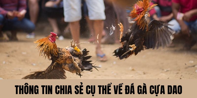 đá gà cựa dao