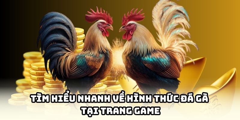 Giới thiệu tổng quan về sảnh cược đẳng cấp của nhà cái