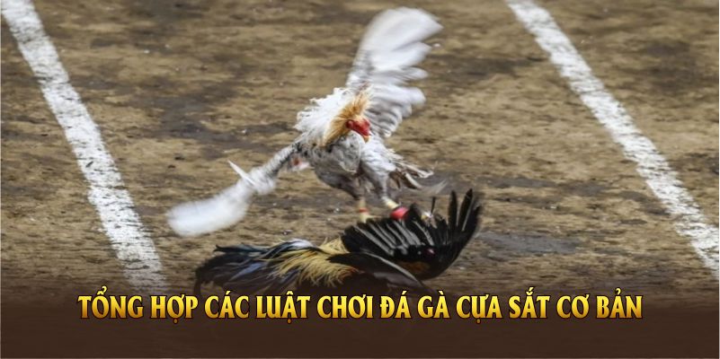 Tổng hợp các luật chơi đá gà cựa sắt cơ bản